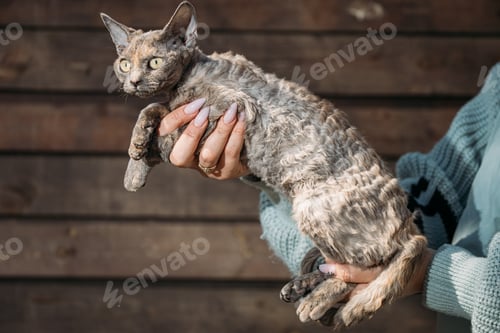 Preview: Obedient Devon Rex Cat With Brown Grey Fur Color Sit On Hands. Curious Playful Funny Cute Beautiful