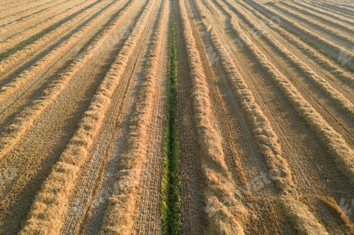Preview: Field prepared for hay harvesting