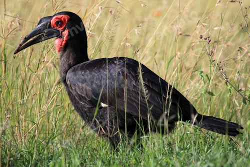 Preview: Ground Hornbill - Kenya