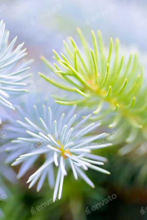 Preview: Two fir branches close-up shot
