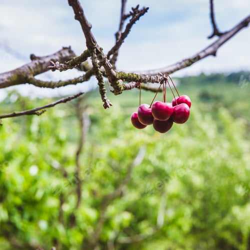 Preview: Organic red ripe cherries on a tree branch. Selective focus