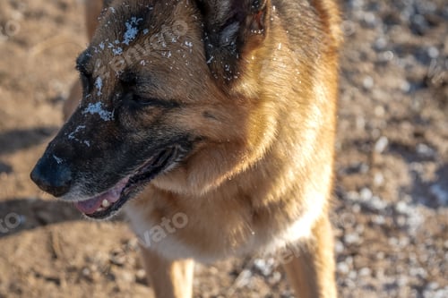Preview: Closeup of the head of an Old German Shepherd against blurred background