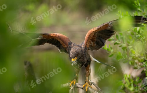 Preview: Harris hawk is resting in the trees