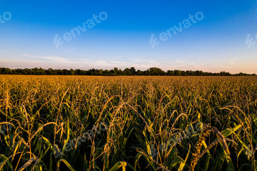 Preview: Idyllic cornfield in Atlanta, Illinois, basking in the warm, golden glow of the setting sun