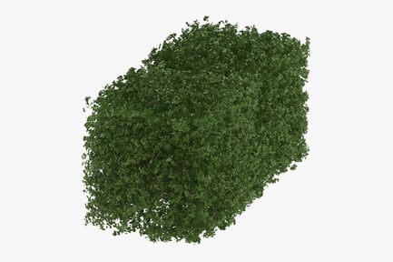 Preview: Extensive Boxwood Hedge Bush
