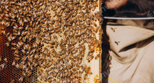 Preview: Close-up female Beekeeper in protective suit holding honeybee frame with bees at apiary