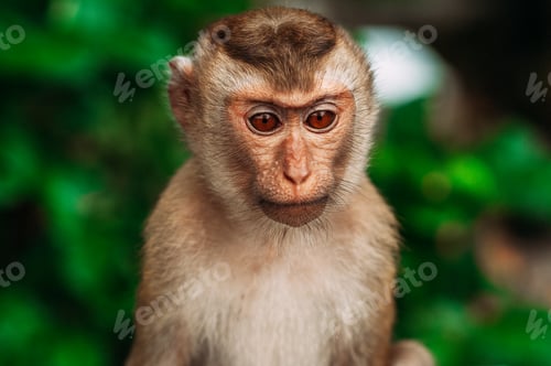 Preview: Portrait of a wild monkey. A selfie of a monkey. Macaque looks at the camera. Wild primates