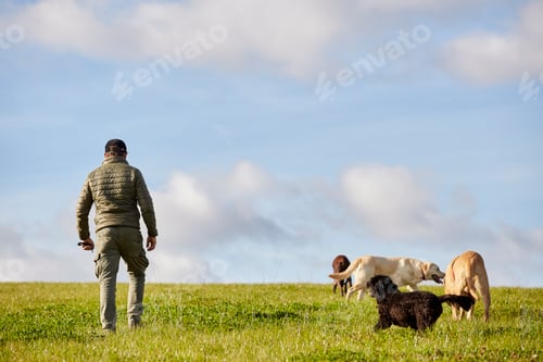 Preview: Dog walker walking across grass with four dogs.
