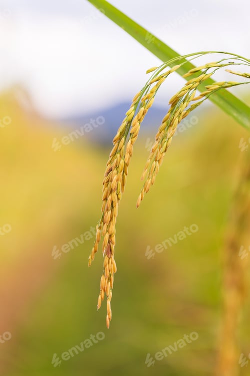 Preview: yellow green rice field