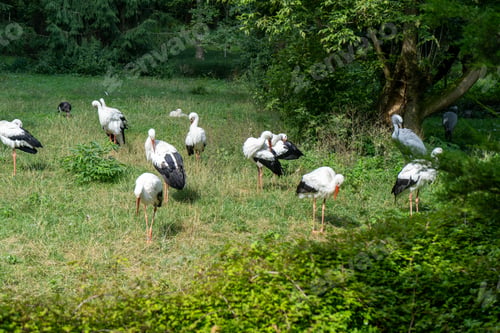 Preview: The stork is a large white bird.