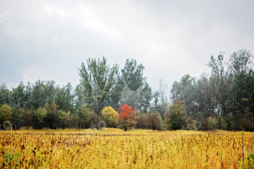 Preview: Autumn landscape with one red tree on other yellow and green trees background. Autumn calm