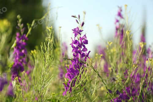 Preview: Beautiful wild flowers outdoors on sunny day. Amazing nature in summer