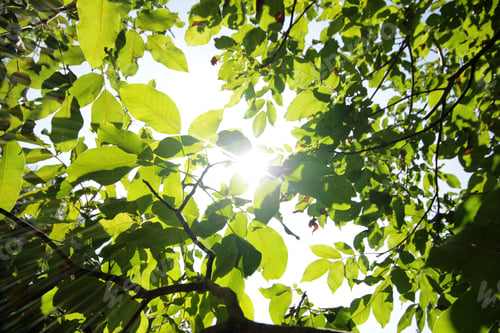 Preview: Walnut tree branch with green leaves