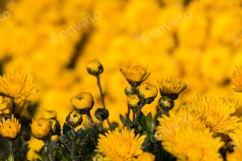 Preview: natural flower background. yellow chrysanthemum flowers close up