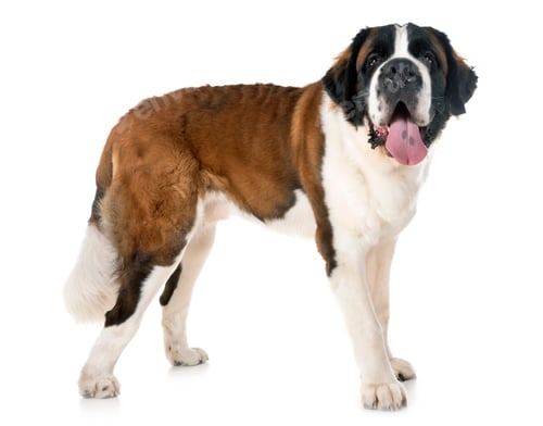 Preview: saint bernard in studio