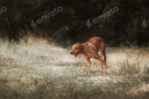 Preview: Rhodesian Ridgeback dog outdoor portrait