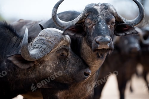 Preview: Closeup shot of a two loving african buffaloes