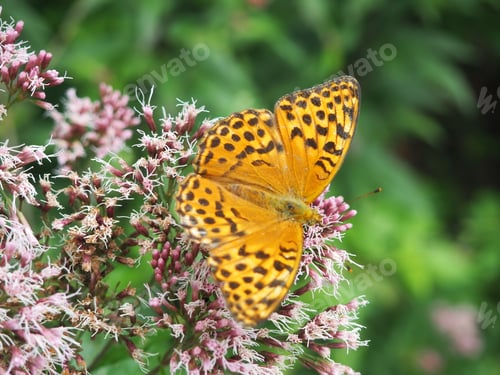 Preview: Butterfly on flower