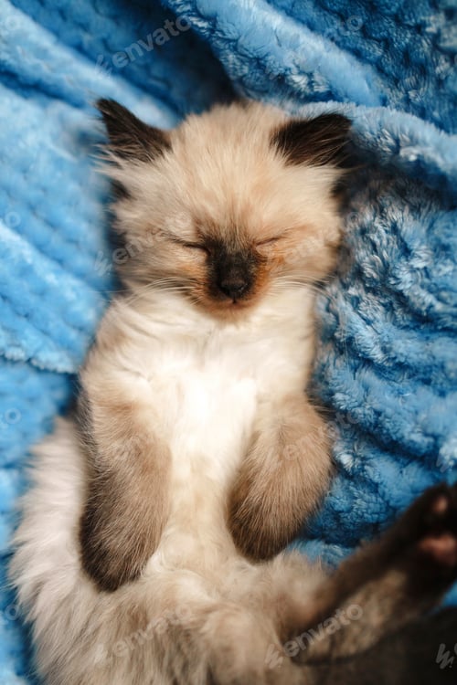 Preview: A burmese angora kitten sleeping on a blue cotton blanket with the hind legs up. Vertical photo