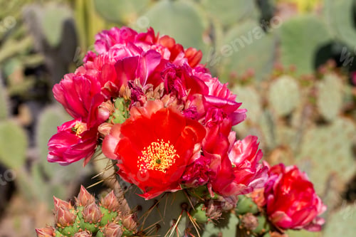 Preview: Divided into the subgenus Opuntia, which includes the species called prickly figs,