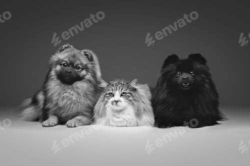 Preview: beautiful spitz dogs on grey background