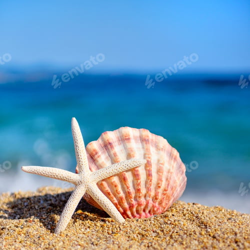 Preview: A white starfish and a shell on the beach against the background of the sea. Summer concept