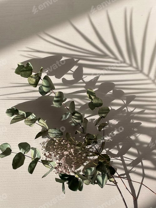 Preview: Shadow or silhouette on a white textured wall from hard sunlight and palm leaves