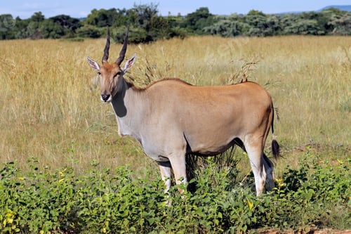 Preview: Eland antelope in natural habitat