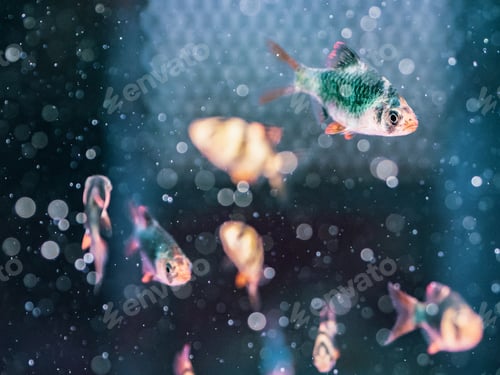 Preview: Exotic fish in aquarium