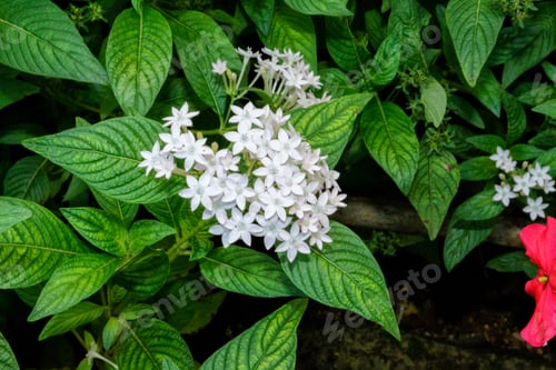 Preview: Selective focus shot of beautiful blooming Pentas lanceolata