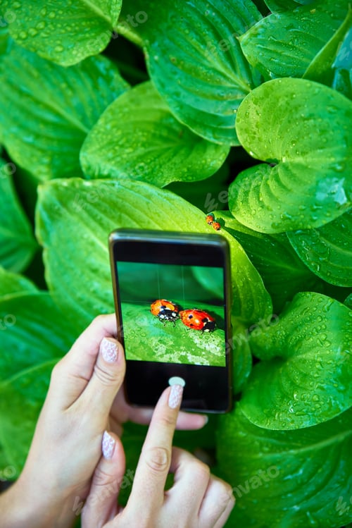 Preview: Young woman taking photo of ladybugs on a green leaf with smart phone