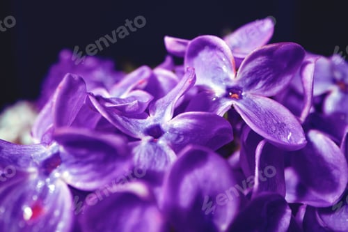 Preview: Macro image of spring lilac violet flowers