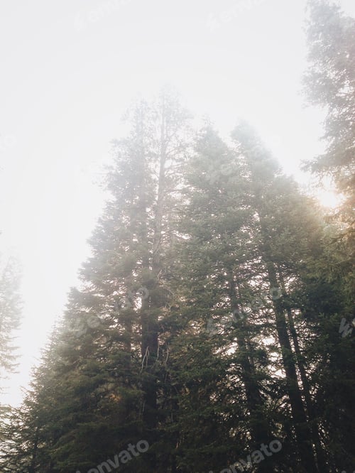 Preview: Towering pine trees in a forest in Northern California