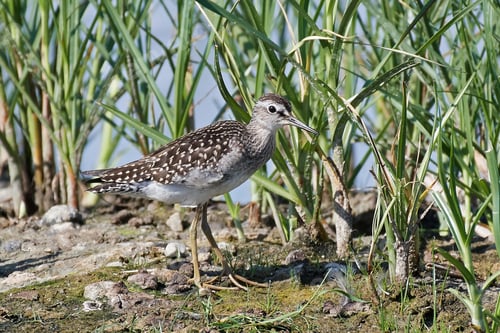Preview: Wood sandpiper (Tringa glareola)