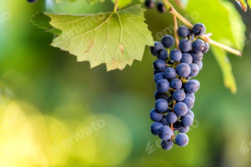 Preview: Dark blue ripening grape cluster lit by bright sun on blurred colorful bokeh copy space background.