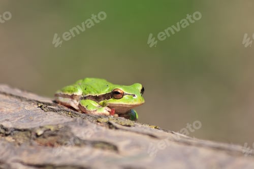 Preview: a green frog