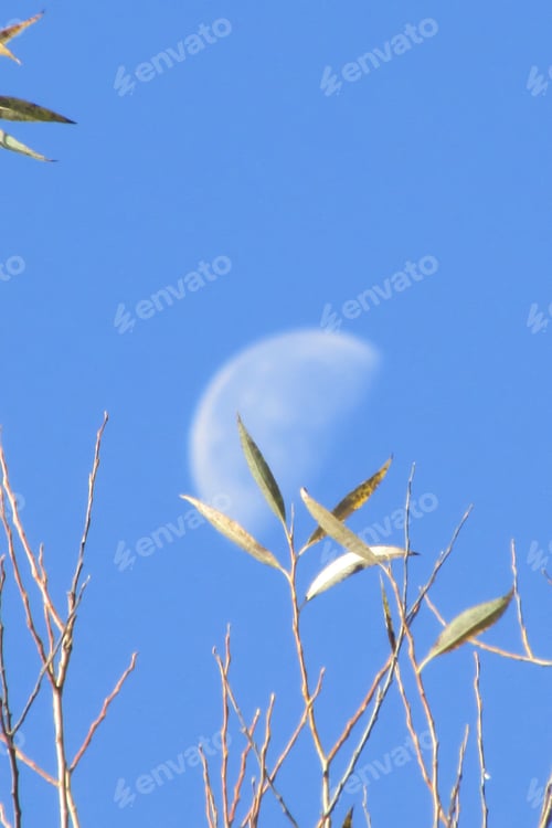 Preview: Bare tree branches with leaves at top reaching skyward toward the moon during daylight & blue skies