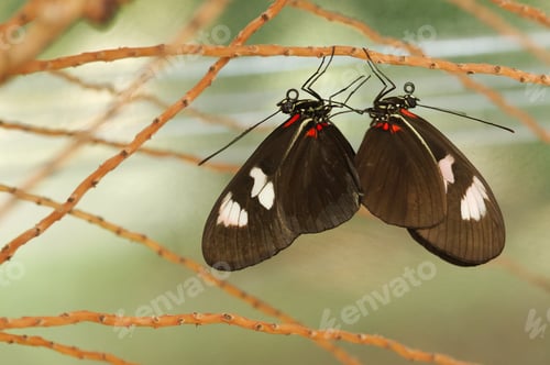 Preview: Colorful Tropical butterflies perched on twigs and leaves