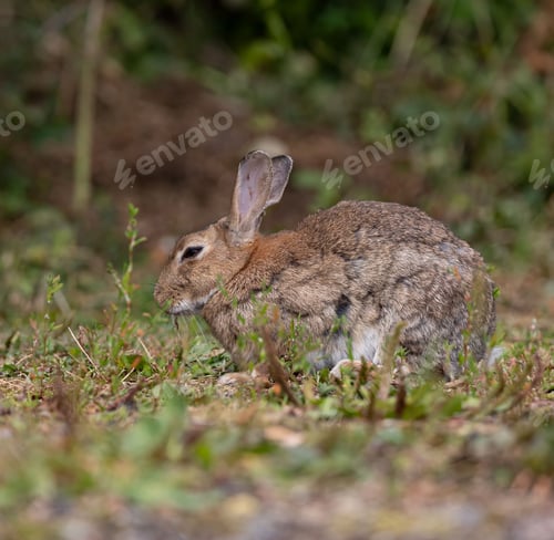 Preview: a wild rabbit sitting on the ground in a natural habitat with green foliage in the background.
