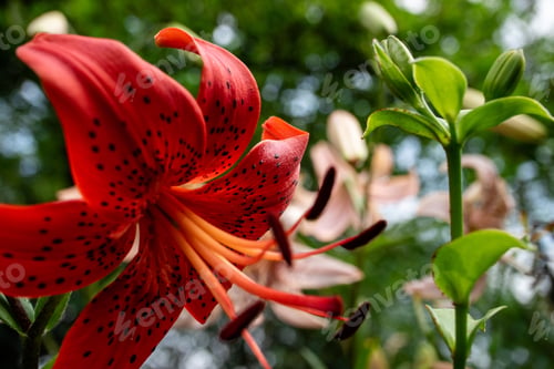 Preview: Red Lily flower in garden close up. Beautiful Lily flower over blurred green background