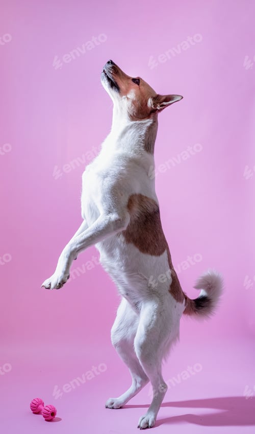 Preview: Mixed breed cute dog portrait on pink background
