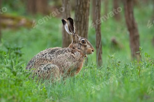Preview: Alert brown hare sitting in grass in springtime nature