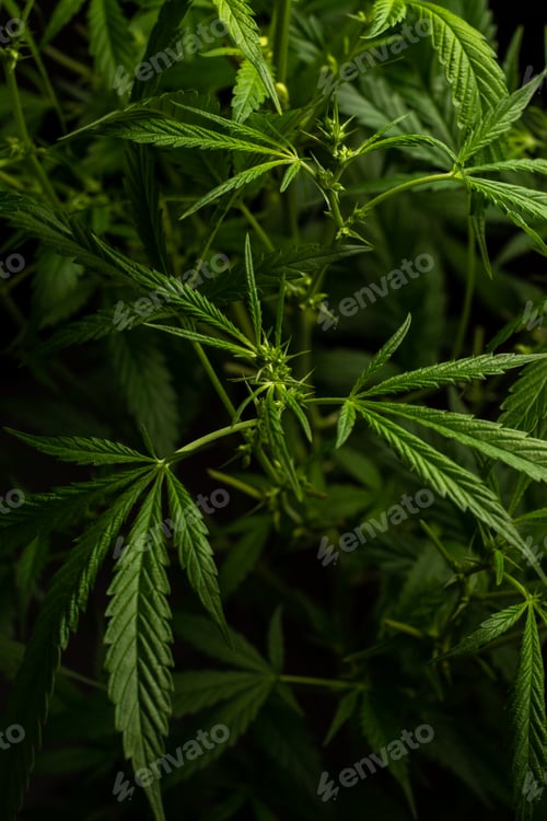 Preview: Sativa and indica types. personal cultivation. medici