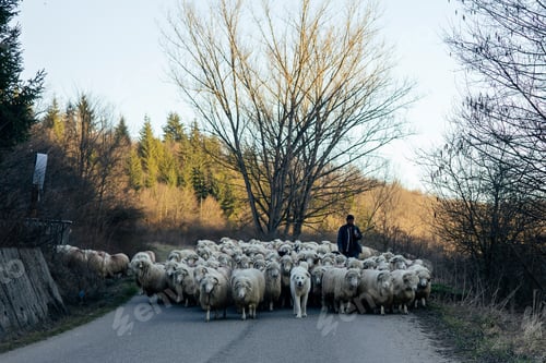 Preview: Cuzdrioara, Romania - 7 March, 2026: Shepherd and his flock of sheep