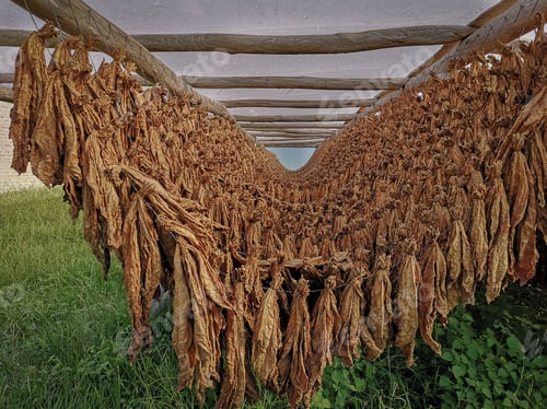 Preview: Traditional drying process of organic tobacco leaves for later elaboration