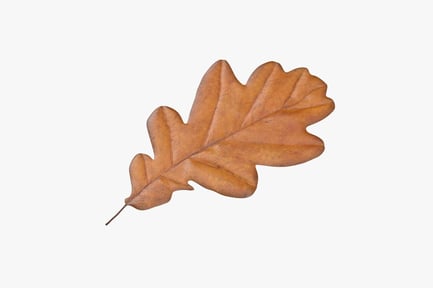 Preview: Yellow Oak Leaf 02: Autumn Texture