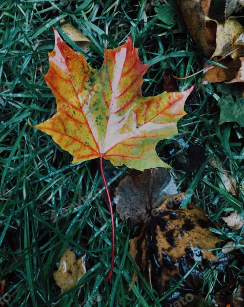 Preview: Nature texture of autumn leaves against green background. Fresh foliage. Nature background.