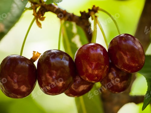 Preview: Cherry Farm