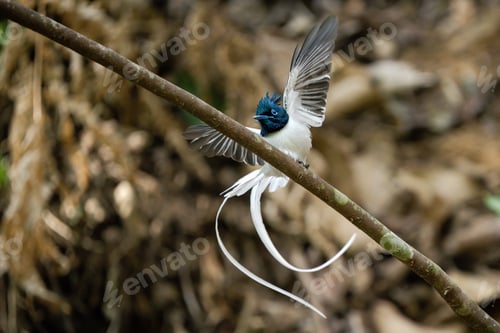 Preview: The asian flycatcher