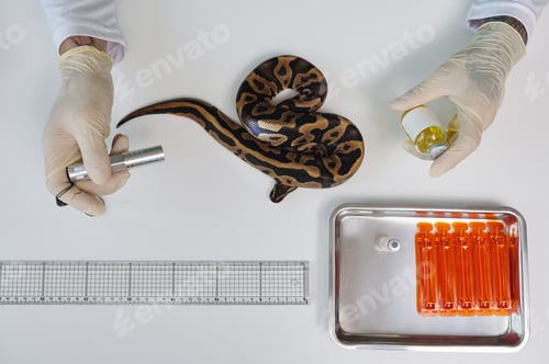 Preview: Examining Snake in Laboratory Setting Without Natural Light